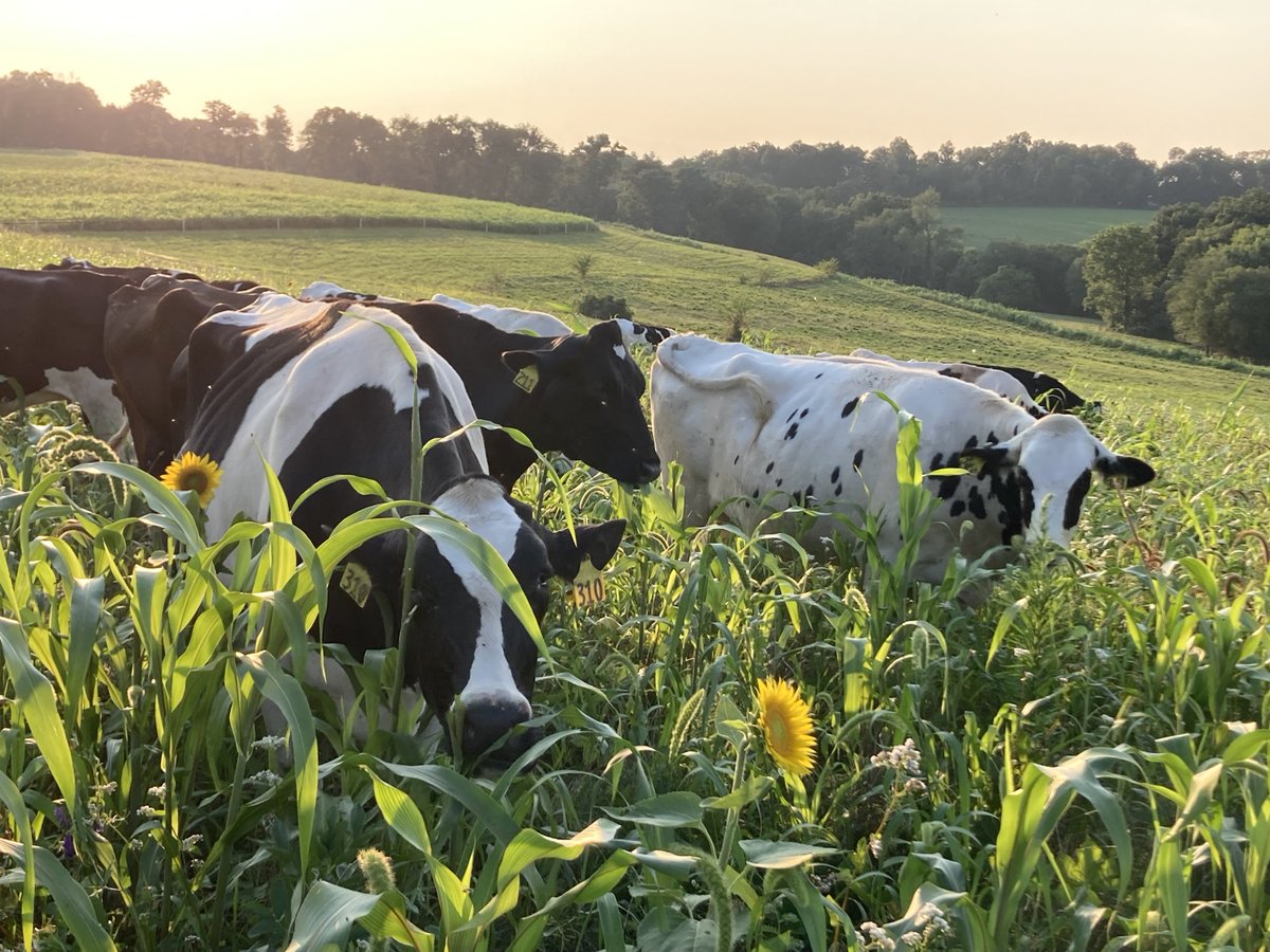 Are you looking for high quality feed for your livestock?

We offer a wide array of diverse cover crop seed mixes that will help build your soil and your herd.

By growing and grazing a diverse forage mix, you're providing your livestock with a balanced and nutritious diet, rich