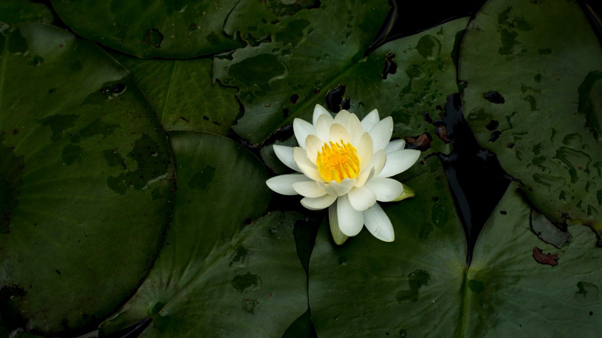 FBA Highlights: Four Satipaṭṭhānas or Establishments of Mindfulness - mailchi.mp/freebuddhistau…

New in-depth series by Dhivan + The True Nature of Wrathful Bodhisattvas + much more!

#buddhist #dharma #sangha #triratna #buddhism #meditation  #mindfulness #buddha