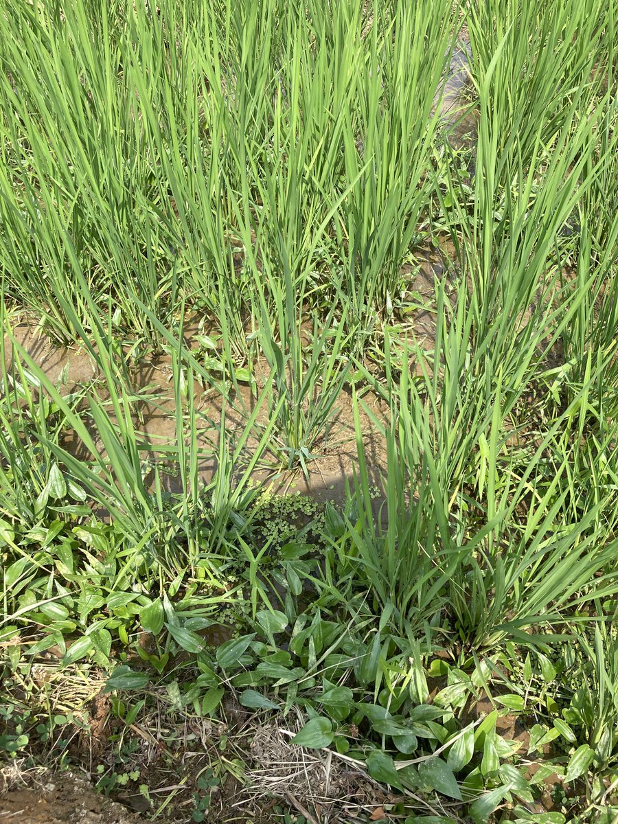 noto_senmaida's tweet image. 2025.07.04🌱🌱🌱
この時期、稲が根を張るので田んぼに入るのは良くないとされますが…あまりに雑草の威力がすごいので酷いところだけ気をつけながら女性陣で草取り。男性陣は草刈り🌱🌱🌱ひたすら雑草との戦いです
#令和6年能登半島地震 #能登 #輪島 #白米千枚田 #愛耕会 #能登豪雨 #草取り #草刈り