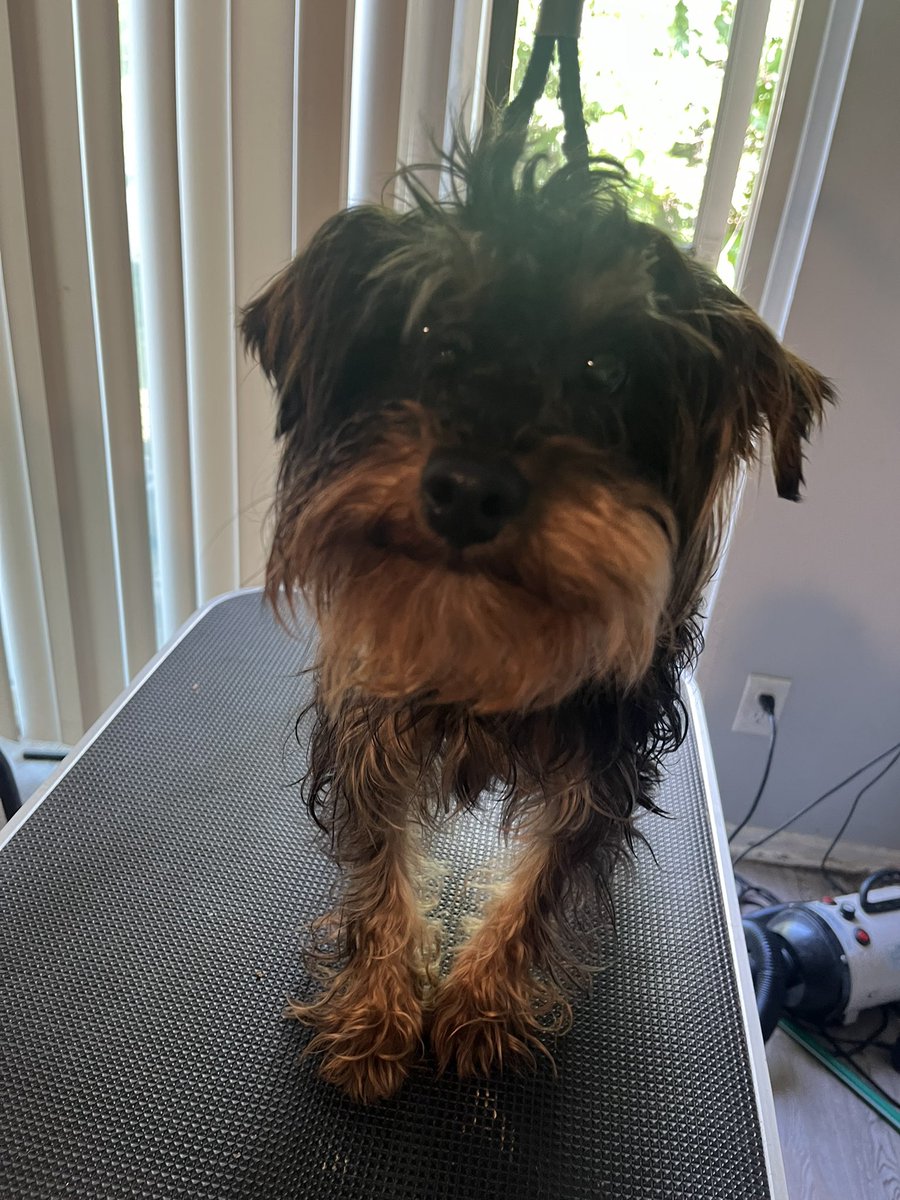 rip_mybrotha's tweet image. Were my twitter clients at ? #doggrooming #cincinnati