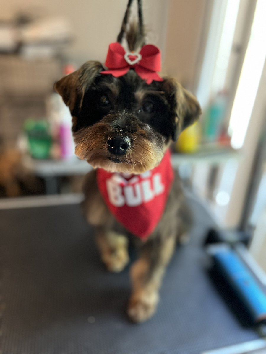 rip_mybrotha's tweet image. Were my twitter clients at ? #doggrooming #cincinnati