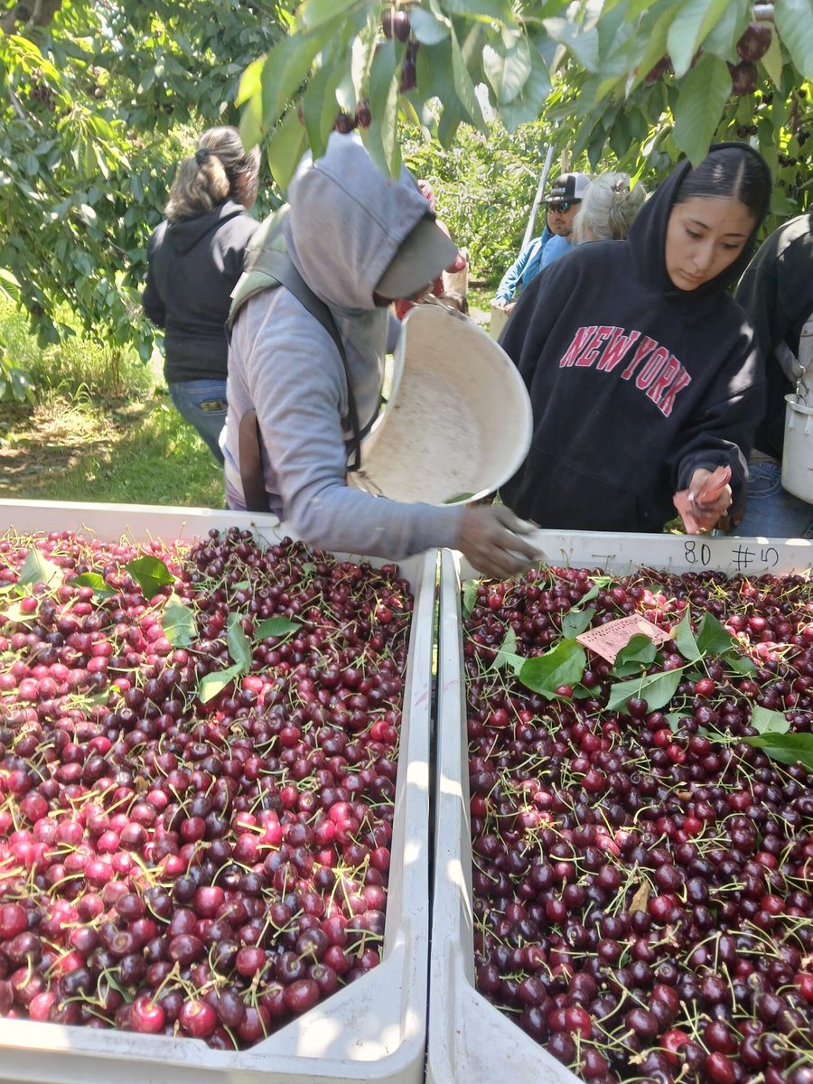 Here is another part of the cherry harvesting process in WA State. Checkers are responsible for reviewing the quality and amount of cherries harvested by the picker. They then hand the worker a slip to give them credit. Some checkers earn a daily rate $160 per day. #WeFeedYou