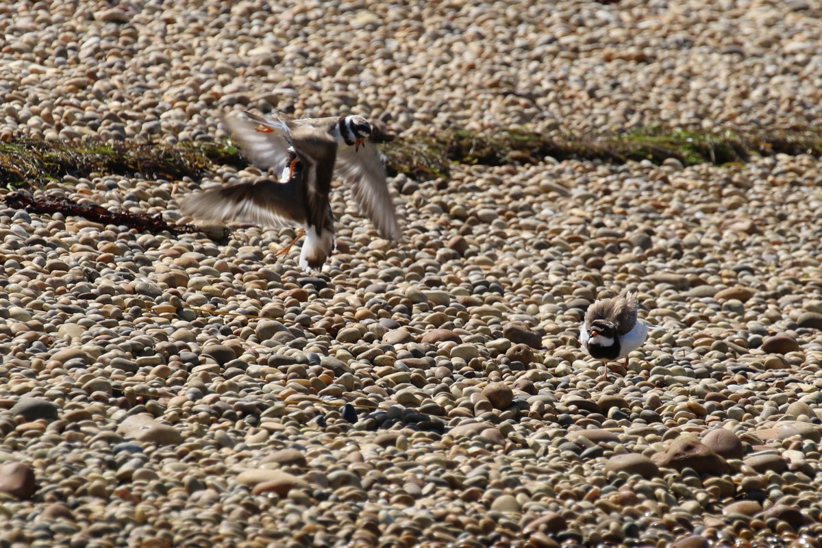 Chesil Little Tern Recovery Project tweet media