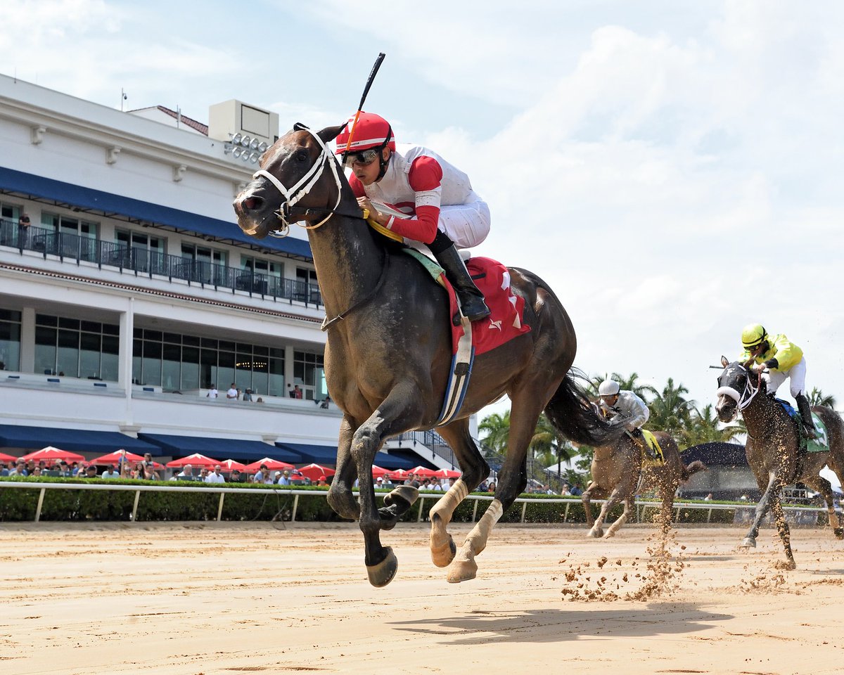 Gulfstream Park (@gulfstreampark) on Twitter photo Implementation delivers in the Smile Sprint Stakes, ridden by <a href="/zayas_edgardo/">Edgardo Zayas</a>, trained by <a href="/SaffieJosephJr/">Saffie Joseph Jr.</a>, and owned by <a href="/Ramsey_Farm/">Ramsey Farm</a>. #GulfstreamPark #RoyalPalmMeet Implementation delivers in the Smile Sprint Stakes, ridden by <a href="/zayas_edgardo/">Edgardo Zayas</a>, trained by <a href="/SaffieJosephJr/">Saffie Joseph Jr.</a>, and owned by <a href="/Ramsey_Farm/">Ramsey Farm</a>. #GulfstreamPark #RoyalPalmMeet