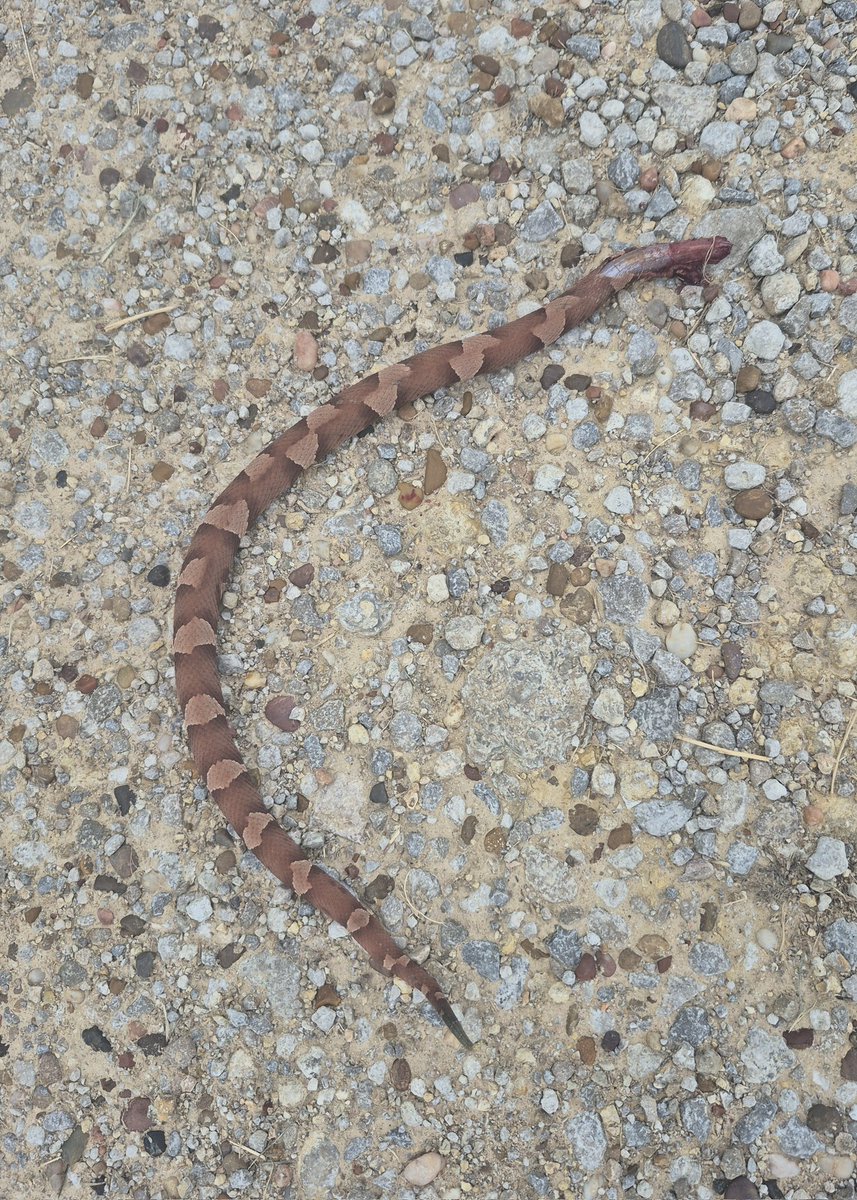 Can't even do yard work in peace smh