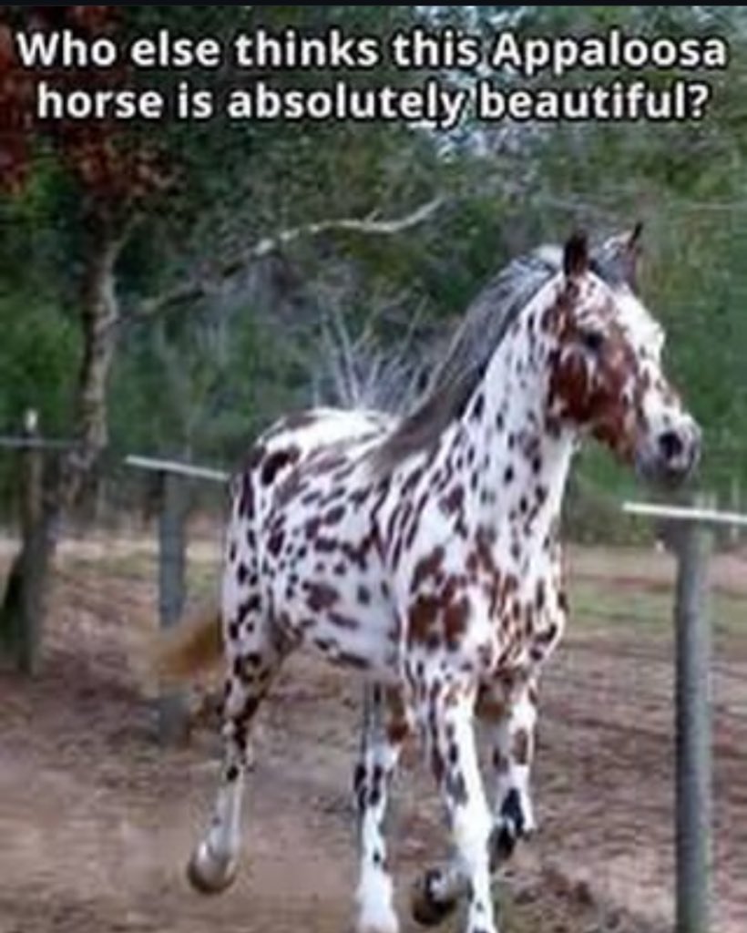 horse (@horseimage) on Twitter photo 