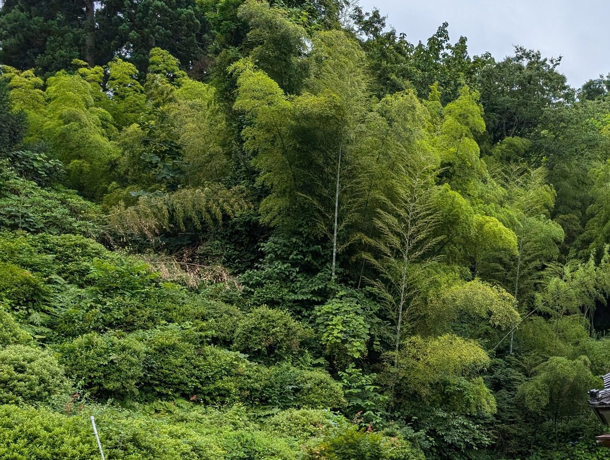 お早うございます🩷
7月6日(日)29℃曇り☁
昨日の孟宗竹の缶詰を作ってくれるお宅の庭。例年と違い熊🐻の出没もあるので手入れが行き届かないそう。玄関や風除室はキチンと戸締まりするように警察に言われてるそうです。
畑の茄子、じゃがいも等大きくなってました🌱🎶
