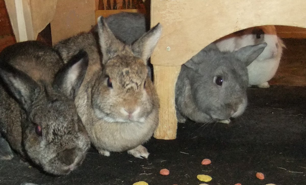 Like a terrible pack of velociraptors, the buns close in for the kill.
Little do the colourful little treat biscuits know their demise is imminent, their fate is sealed.

(left to right) Grey Cloud, Honey-Bunny, Maddie-Magic and Summer loiter, waiting to strike.
😲🦖

Thank you