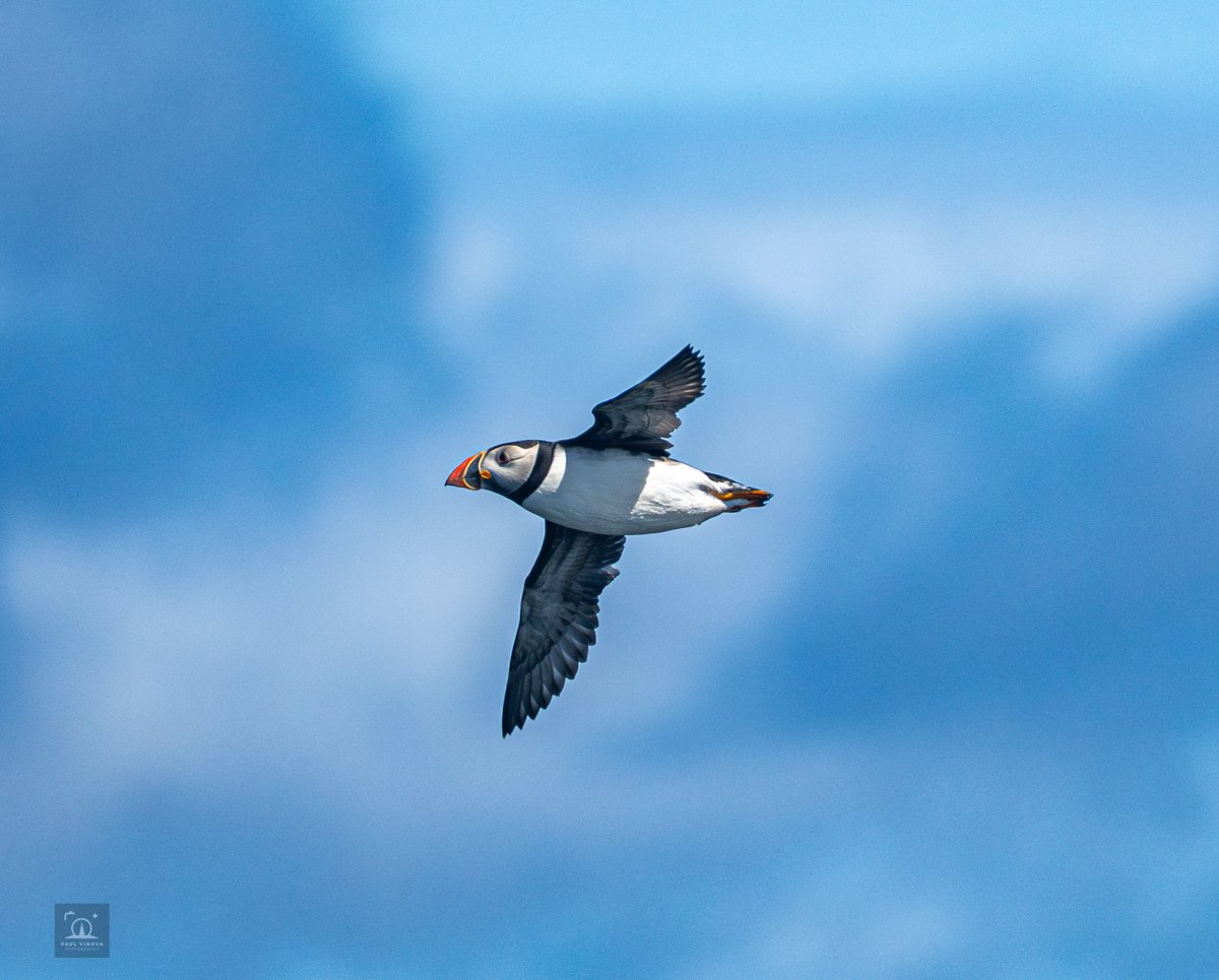 #Puffins from todays boat trip around the Isle of May