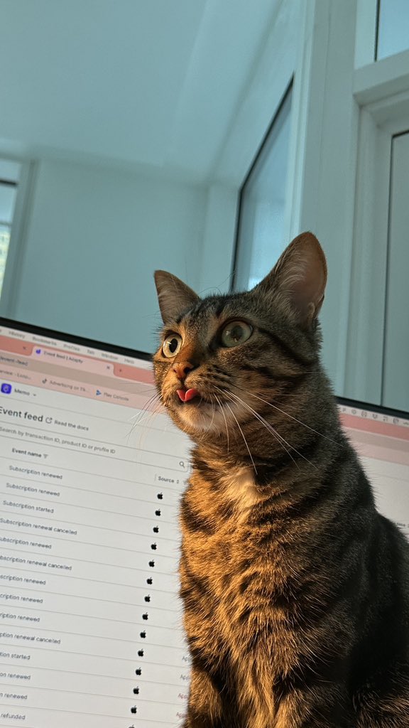 Türkiyeli değil Türk kedisi