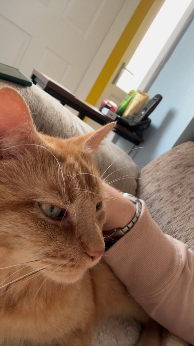 Spent my saturday chillin with the 🐈’s