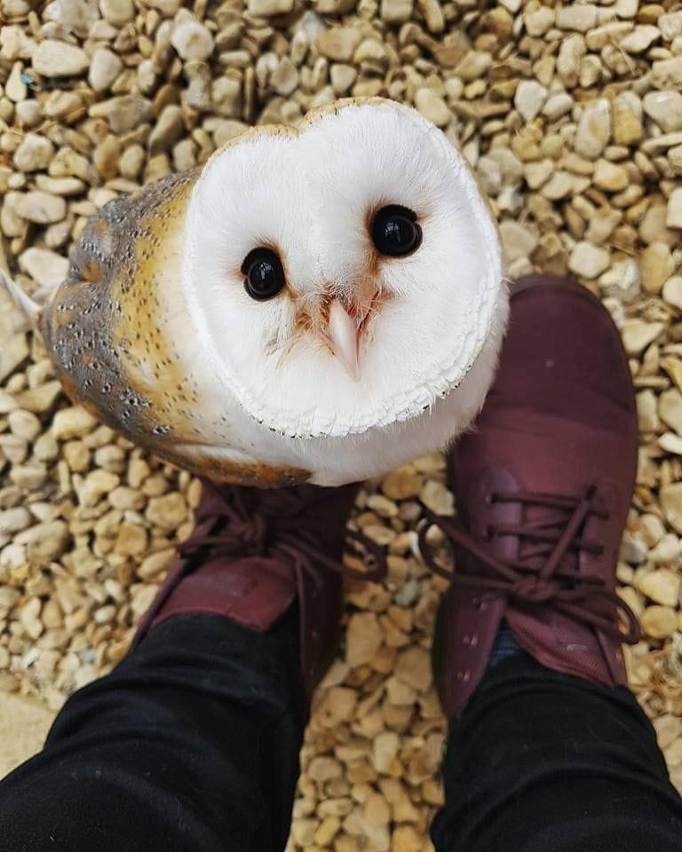 Owl Every Day (@owleveryday) on Twitter photo 