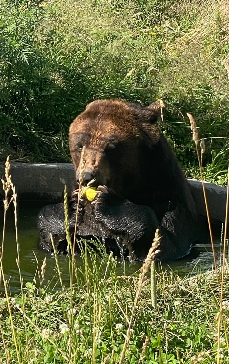 Today we visited our friends, rehabilitation center for bears that were used in circuses or shows.  Sad stories but happy endings. Now they all living much better life.  

The center is called Bila Skelya (Біла Скеля). It’s 20 min drive from Kyiv. You can visit them and support