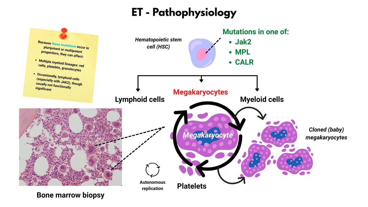 Essential Thrombocythemia (ET) Pathophysiology

ET is driven by one of 3 mutations:

🔹 JAK2 V617F → cytokine-independent signaling
🔹 CALR → abnormal MPL activation
🔹 MPL → constitutive TPO receptor signaling

All lead to unchecked megakaryocyte proliferation &amp; ↑ platelets.