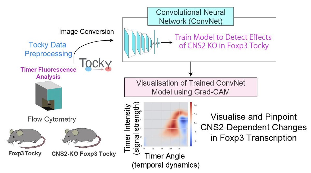 🚀 Tocky×CRISPR×ディープラーニングの新論文を発表しました！
✅ ConvNet + Grad-CAMで蛍光タイマー（Tocky）データを解析
✅ エンハンサー依存的なFoxp3転写動態を単一細胞レベルで特定
Nature Communications に論文が掲載されました。データ駆動型免疫学への一歩です🔥！
nature.com/articles/s4146…