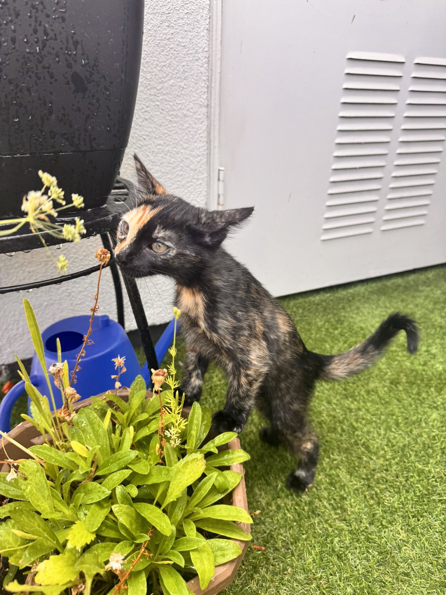 noweezey's tweet photo. she likes to stop and smell the roses https://t.co/nMFiYYDtfa