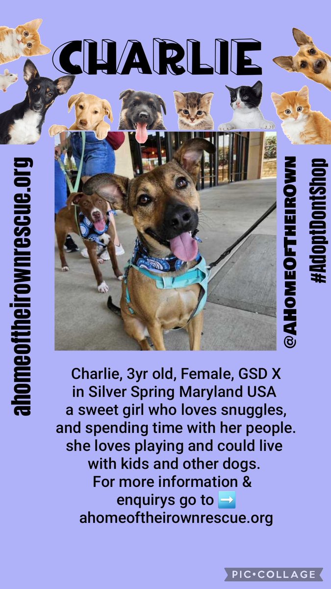Millie🐾🌈Moose🐾🌈#OneForAllAndAllForMillie🐾 (@millieotlfp) on Twitter photo Everyone please meet Charlie she needs a forever home. she's with <a href="/AHomeOfTheirOwn/">A Home of Their Own Rescue</a> &
she is looking for a #foreverhome 🏠Could she come & live with you maybe?
Please RT to help find her a home
All her info is here ahomeoftheirownrescue.org
#OTLFP #Maryland #USA Everyone please meet Charlie she needs a forever home. she's with <a href="/AHomeOfTheirOwn/">A Home of Their Own Rescue</a> &
she is looking for a #foreverhome 🏠Could she come & live with you maybe?
Please RT to help find her a home
All her info is here ahomeoftheirownrescue.org
#OTLFP #Maryland #USA