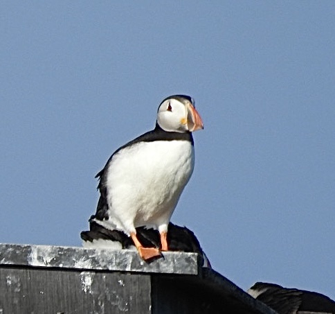 Annual pilgrimage (well, boat trip) to Coquet Island, #Northumberland to catch the Roseate Terns, Puffins etc before they head back out to sea in a couple of weeks' time <a href="/NlandCoast/">N'thumberland Coast</a> <a href="/NTBirdClub/">Northumberland & Tyneside Bird Club</a> <a href="/BirdGuides/">BirdGuides</a> <a href="/freebirdnewsuk/">Free Rare Bird News, UK 🇬🇧</a> <a href="/RSPBEngland/">RSPB England</a> <a href="/RSPBbirders/">RSPB Birders</a> <a href="/Natures_Voice/">RSPB</a> <a href="/_BTO/">BTO</a>
