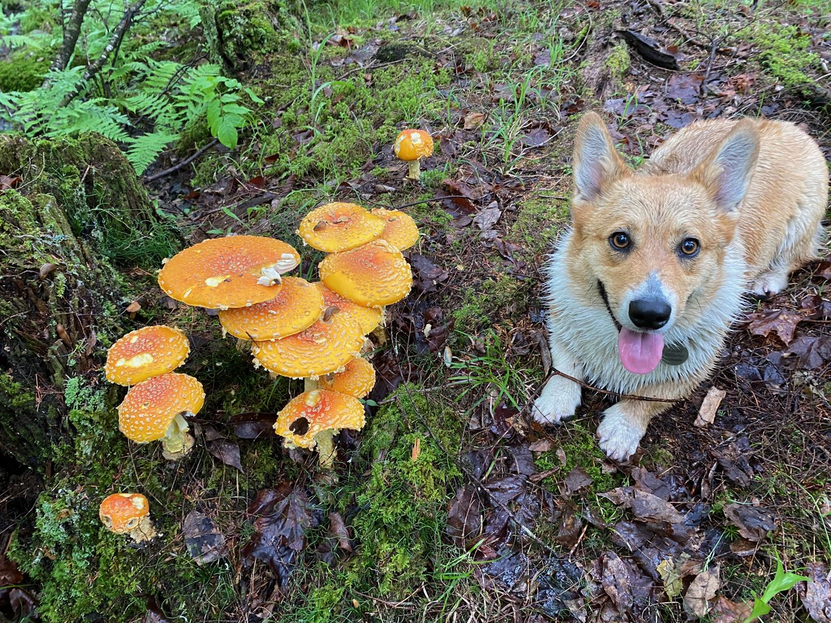 Corgi: “If I eat this mushroom, will I fly?”
Me: “That’s what the reindeer thought.”
(Amanita flavoconia — cute, toxic, slightly magical.)