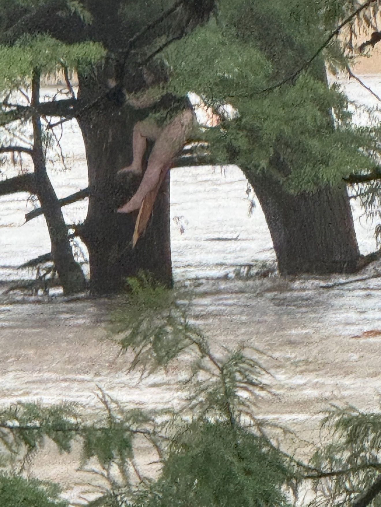  In Kerr County, Kerrville Texas.

       The
Texas Hill Country flood 
 is still wreaking havoc! one survivor attached to a tree limb. 