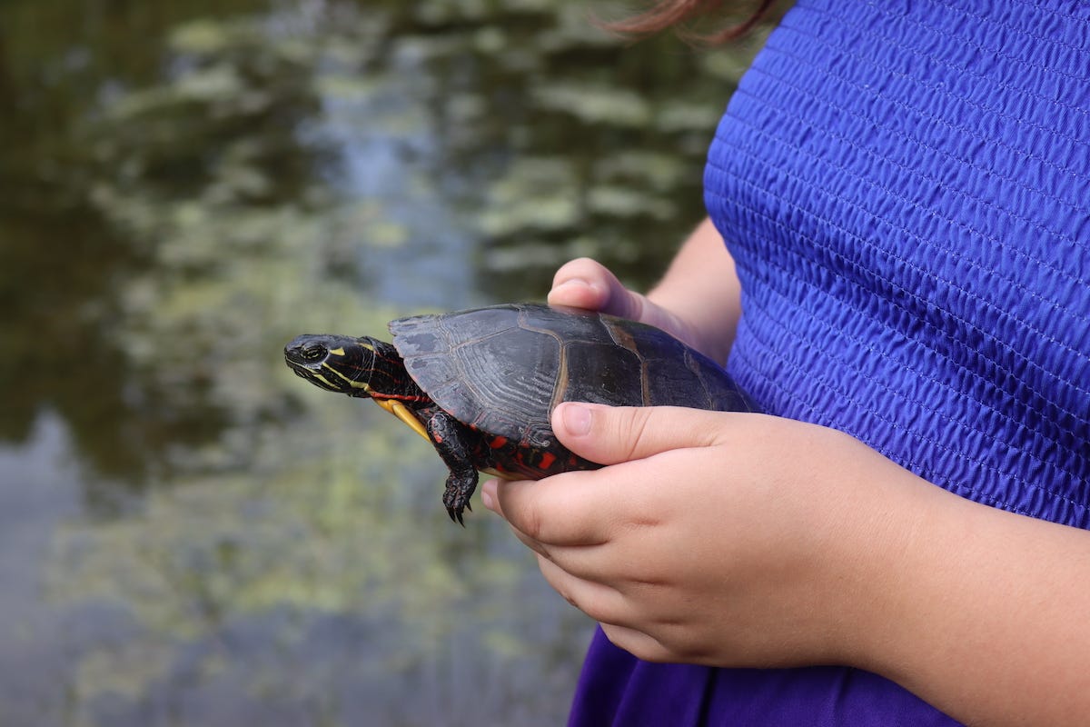 The little ones spent most the week catching snakes, turtles, fish and frogs by the pond. They even put a whole day into harvesting cat tail roots hoping to make cattail flour for a cake once things cool off. Anything to stay wet, and by extension, cool in this heat.