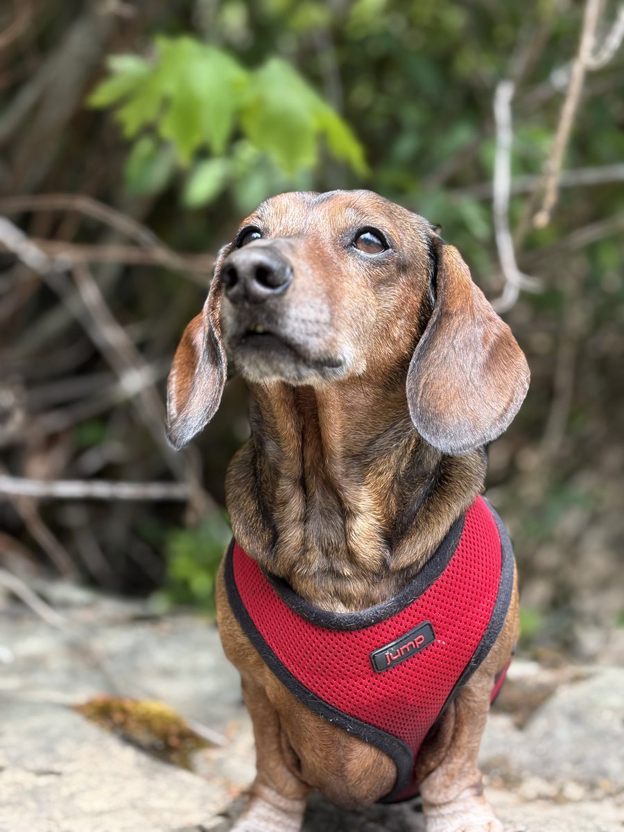 defnotmxtty's tweet image. Missing my Dexter so much tonight. I would do anything to have him back 😔