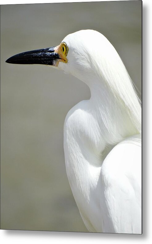 lizette-tolentino.pixels.com/featured/lucer…
The Latin word, Lucere, means to shine, splendid. I find this wild egret to have those qualities. No matter how many times I see a white egret, it brings joy and splendor to the moment.
#Egret #NaturePhotography #WildlifePhotography