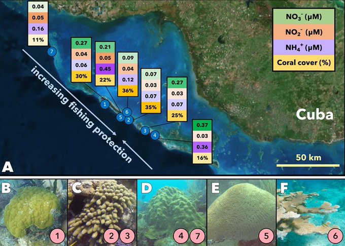 All You Can Learn Digital (@ayclearndigital) on Twitter photo How slimy microbes could be the secret to keeping coral reefs healthy wef.ch/3qpbJJ8 #Oceans #ClimateChange
rt <a href="/wef/">World Economic Forum</a> How slimy microbes could be the secret to keeping coral reefs healthy wef.ch/3qpbJJ8 #Oceans #ClimateChange
rt <a href="/wef/">World Economic Forum</a>