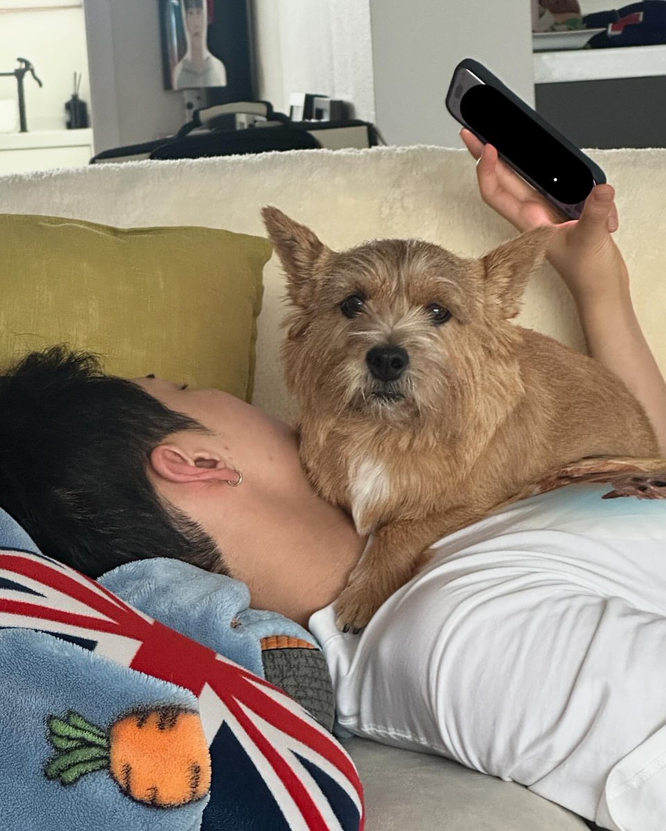 wonubliss's tweet photo. latte lying on hoshi’s neck and arm. 🥹 https://t.co/sucvzmG8Ri