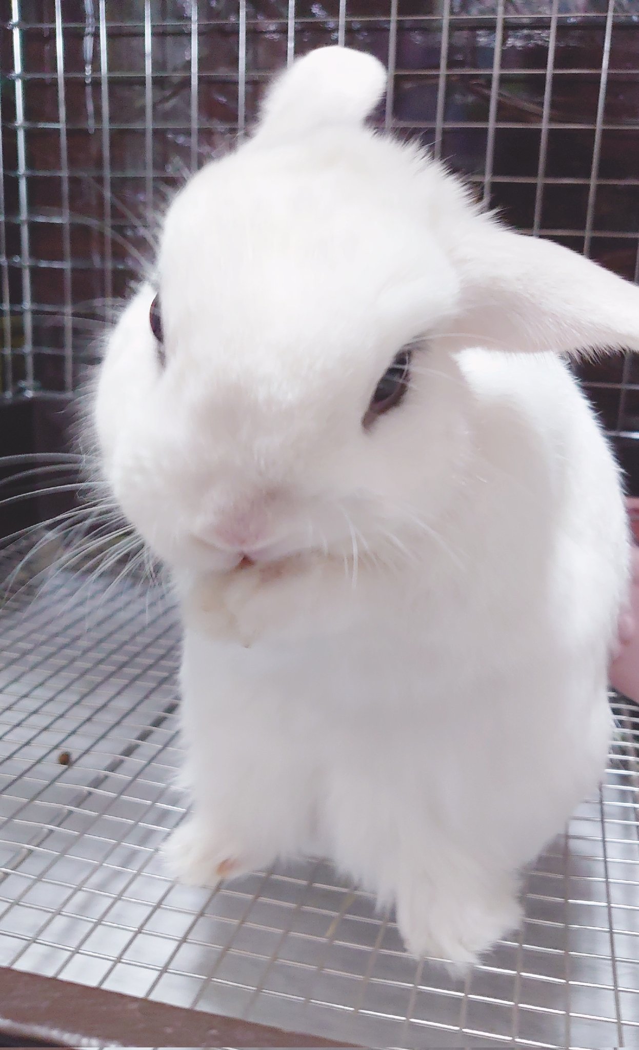 お気に入り BuNNY TRAP/ﾎﾞｰﾏｽ60 D21.22⋆ᙏ *✨️ on X:  スカート