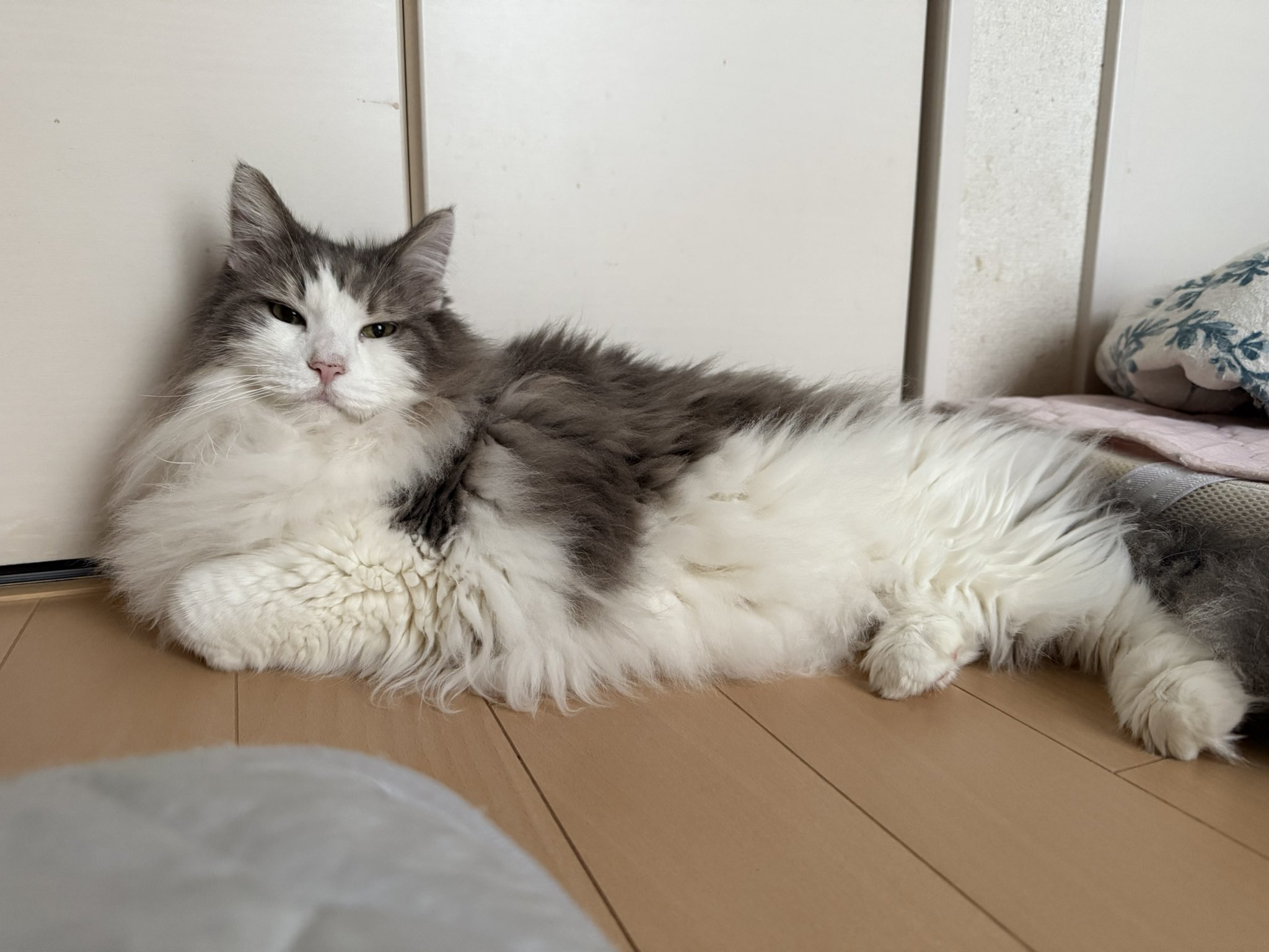ねこページ♡ 篠原正明 on X: 