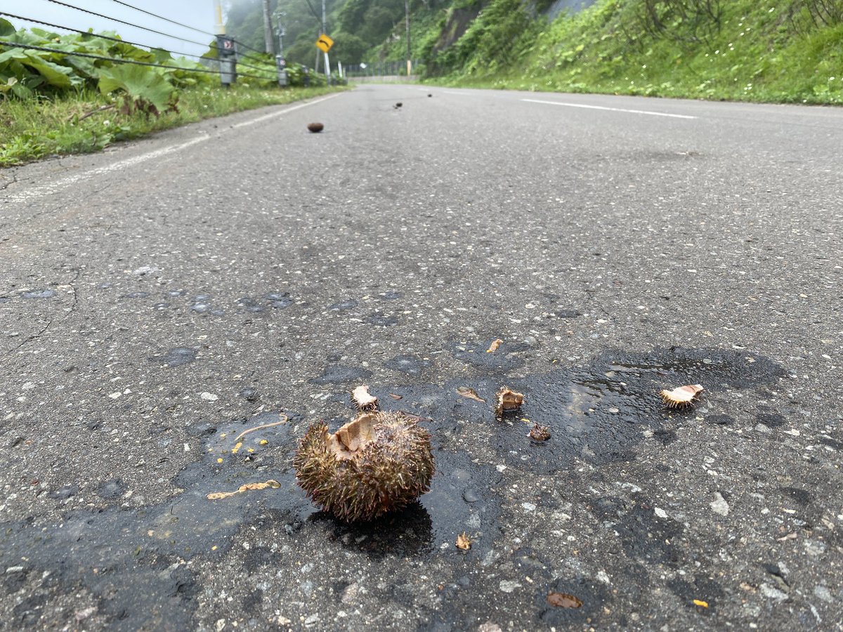 rusafieldhouse's tweet image. 道路に点々と黒い塊。遠目にクマ糞かっ!?と思ったら…カラスのイタズラでした。朝からいいモノ食べてますね。