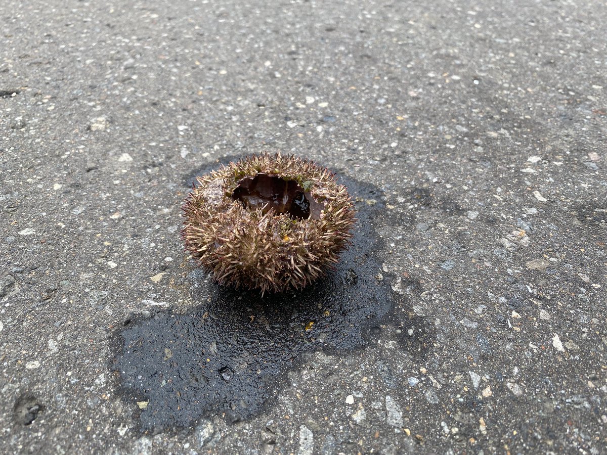 rusafieldhouse's tweet image. 道路に点々と黒い塊。遠目にクマ糞かっ!?と思ったら…カラスのイタズラでした。朝からいいモノ食べてますね。