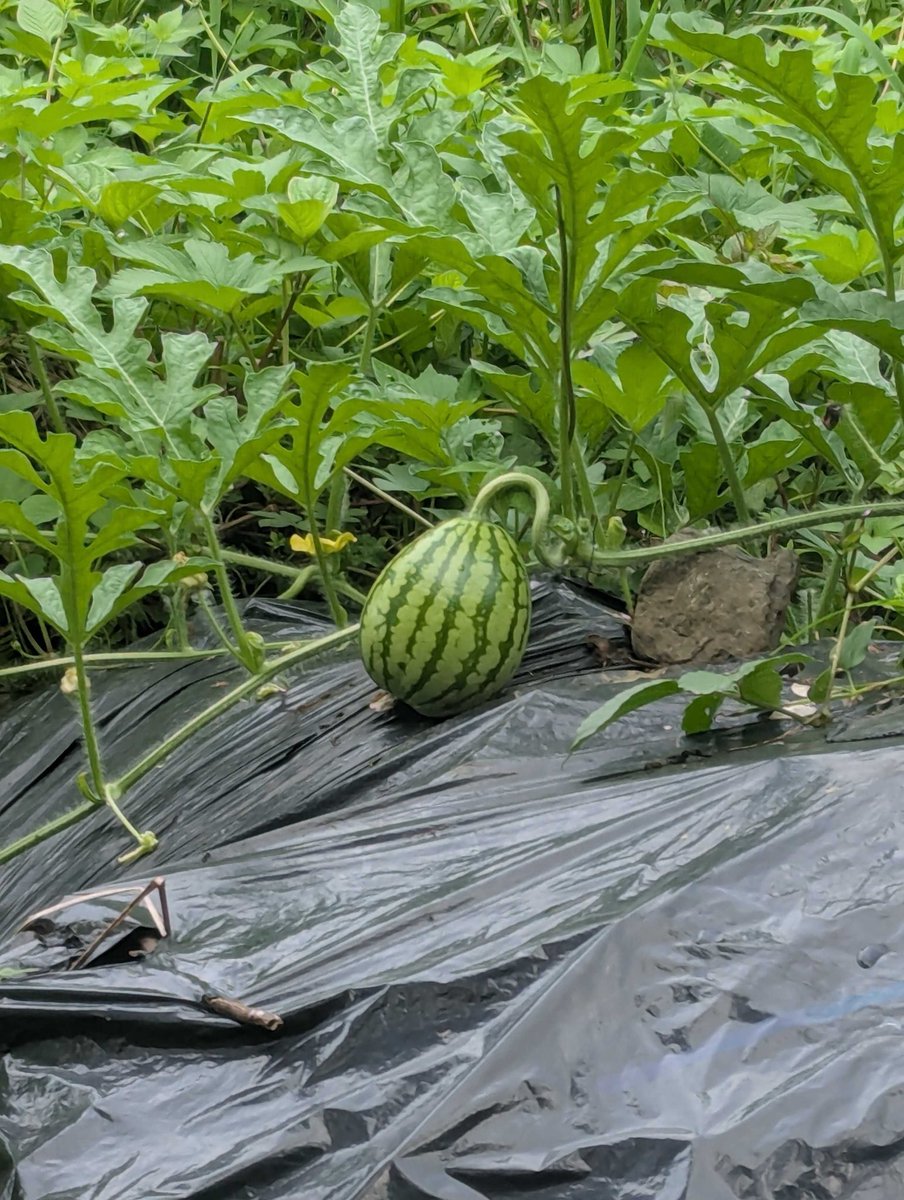 e365's tweet photo. スイカが育ちました！5月にみんなで植えた苗が元気に育っています🌱
収穫するのが楽しみ😊
#松田町 #耕作放棄地 #農業初心者 https://t.co/KXgF9ZzkCr