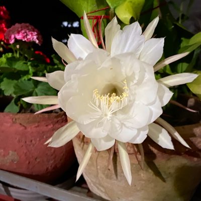 gurung_deepa's tweet image. #NewProfilePic
ब्रह्म कमल