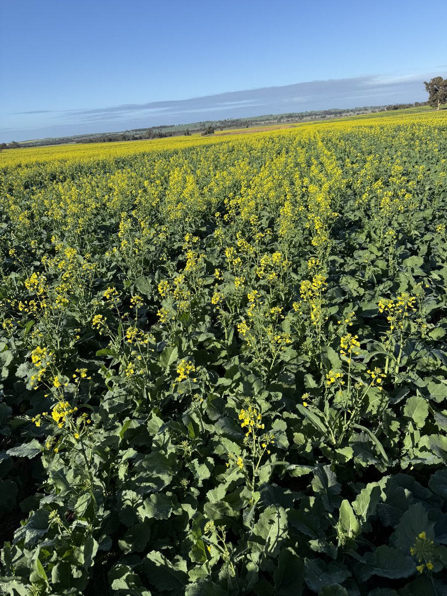 No it as good as last year but a drop of rain has improved the situation. Plenty of holes where the canola didn’t germinate at seeding and has 2 leaf canola trying to fill the gaps
