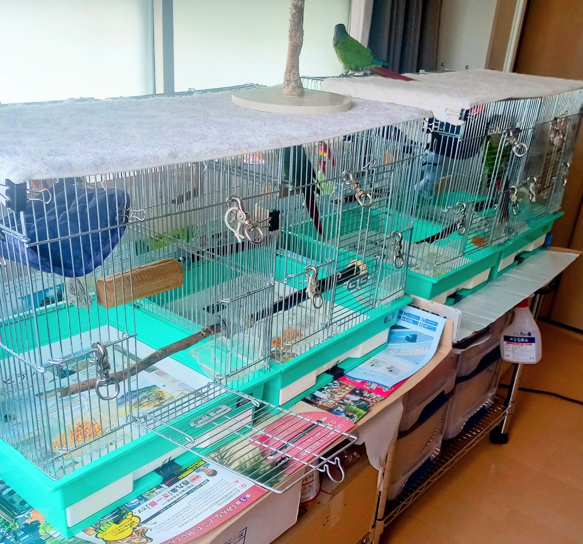 おはインコ。
カゴ、分解洗い。完了。
ピカピカ✨️
長生きの秘訣は清潔から。。、