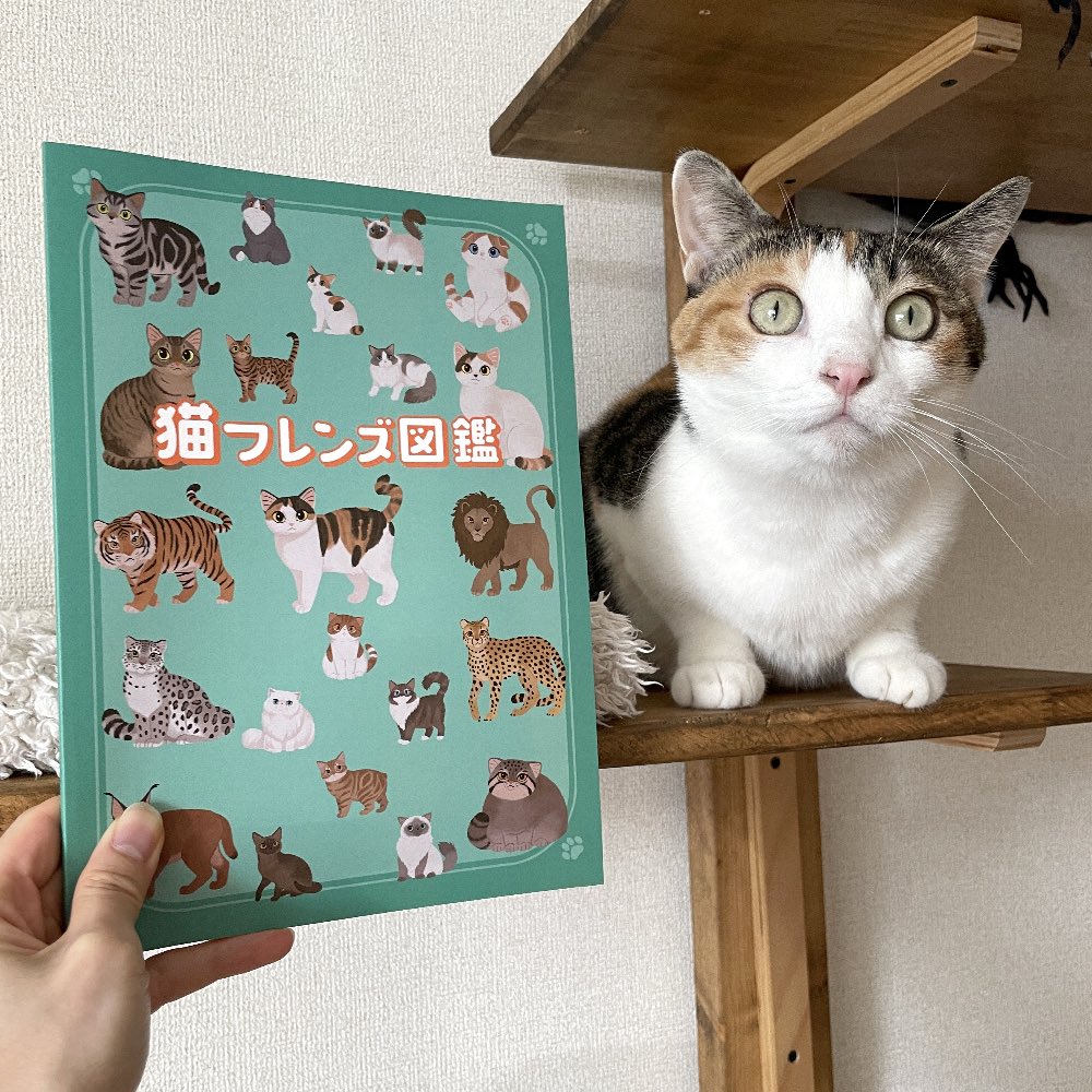 love cats様　3点おまとめ hq720.jpg?sqp=-