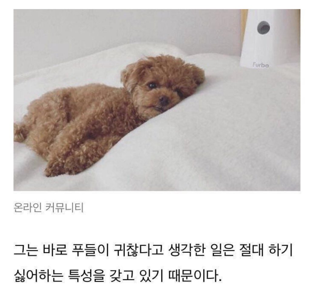 똑똑하다고 소문난 푸들이 탐지견 임무를
수행하지 못하는 이유