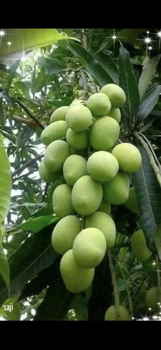 अब खुद ही गिर जाओ तुम, टूट कर जमीं पर ।

पत्थर मारने वाला बचपन, मोबाइल में व्यस्त है।

#सुप्रभात 💐💐🙏🙏