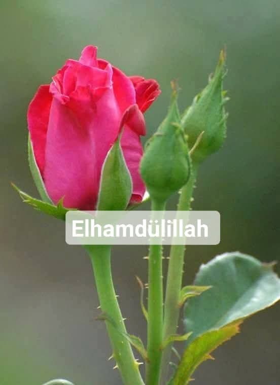 #Bismillahirrahmanirrahim 

Yâ Rabbi

Görebildiğim duyabildiğim her şey,

Seni sevmemi, sana şükretmemi  söylüyor...

Aklıma hayalime gelmeyen lütuflarına 
#Hamdolsun...

#Allah'ım 
#Şükür'ler olsun sana 
#HayırlıSabahlar 
#Keskinsirkeküpünezarar
#GazzeyiUnutma