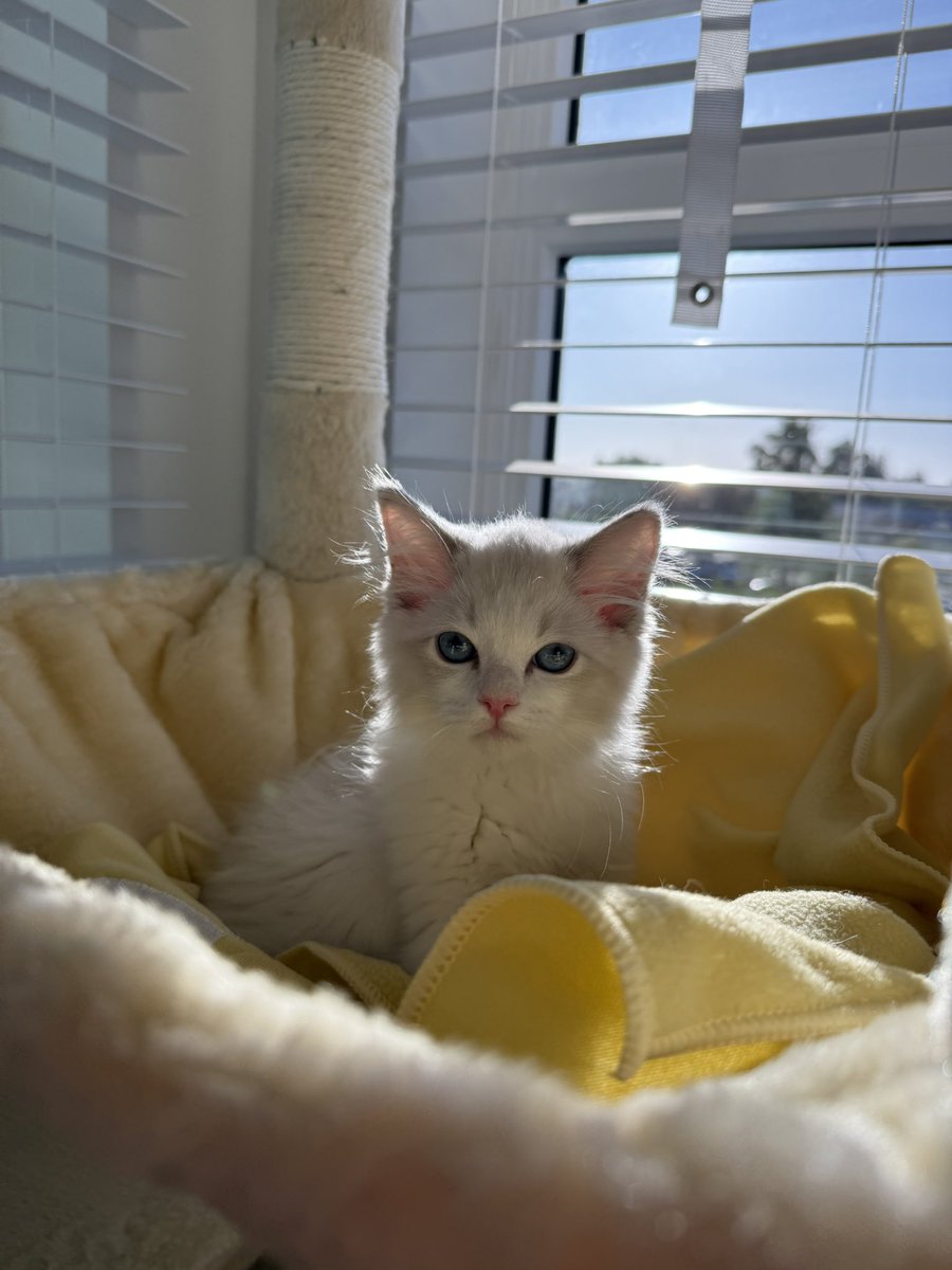 TheBrownBullet tweet media