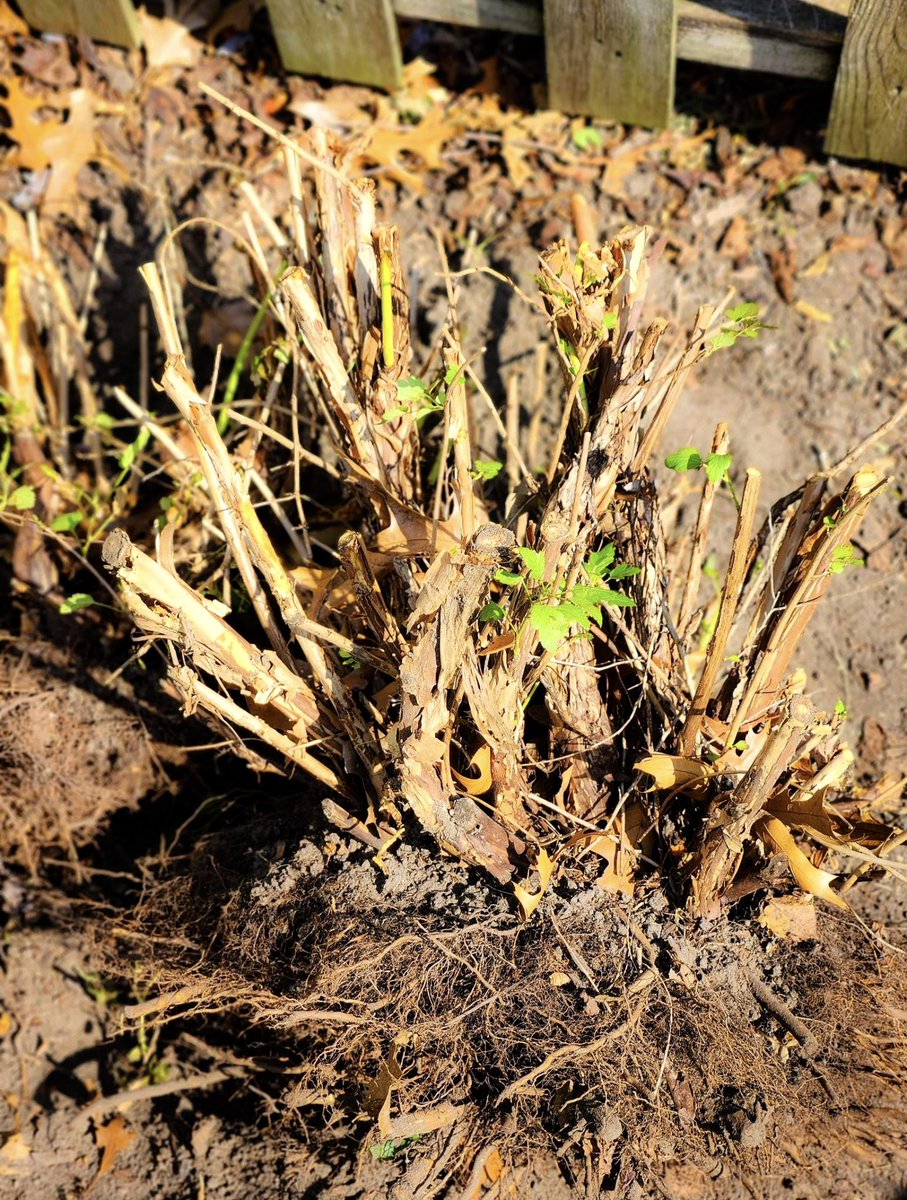 Today I removed some very sturdy shrubs that were becoming invasive in our garden. They were much too tough for a lightweight like myself to handle. So how did I get them out?

I started by shoveling out the dirt around the base, hardly touching the shrub. Then I sat down and