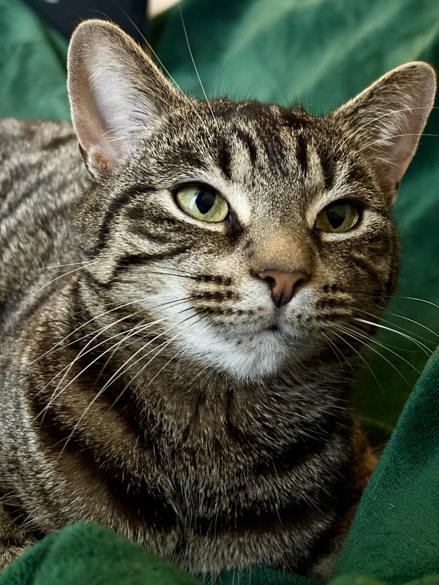 CatsNorthampton's tweet image. Cleo is a small 3 year old Tabby Neutered &amp;amp; microchipped missing from Balmoral Close Kent road area of St Crispin #Northampton  NN5 have you seen her she went missing on. 02/07/25 is there a new cat in the area like Cleo if so call 0344 700 3251 quote ref S25-020
#caturday