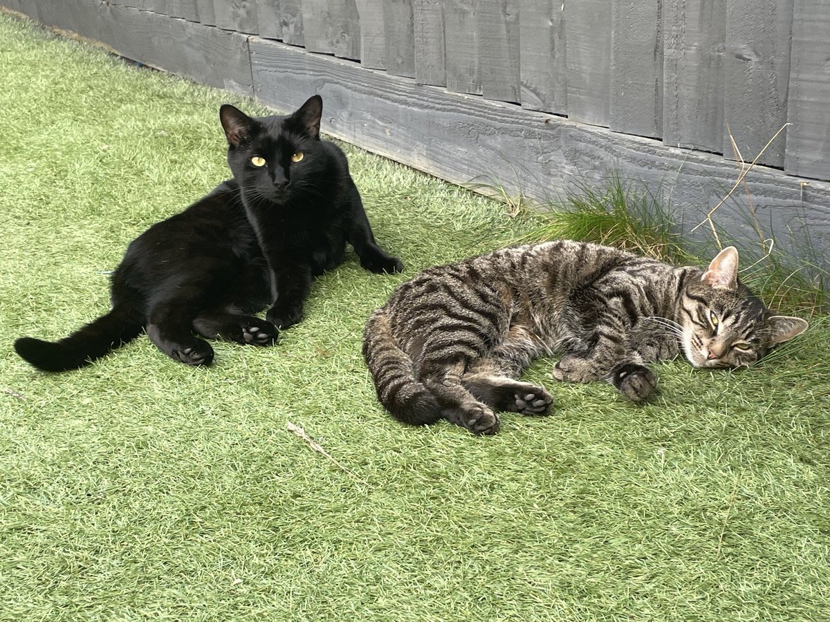 CatsNorthampton's tweet image. Cleo is a small 3 year old Tabby Neutered &amp;amp; microchipped missing from Balmoral Close Kent road area of St Crispin #Northampton  NN5 have you seen her she went missing on. 02/07/25 is there a new cat in the area like Cleo if so call 0344 700 3251 quote ref S25-020
#caturday