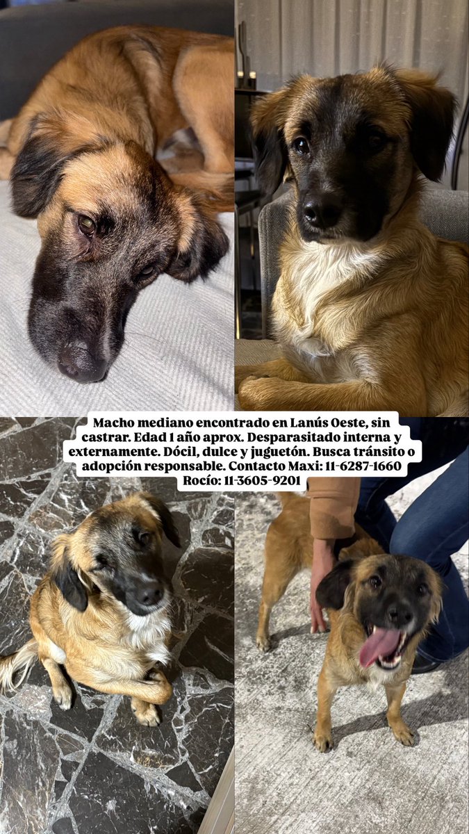 casalrocio's tweet photo. Perrito en tránsito o adopción responsable urgente!!! Por favor difundir no puedo seguir teniéndolo! Tengo movilidad para acercarlo a quien desee cuidarlo y darle el amor que merece! https://t.co/6qvD9AtrRC