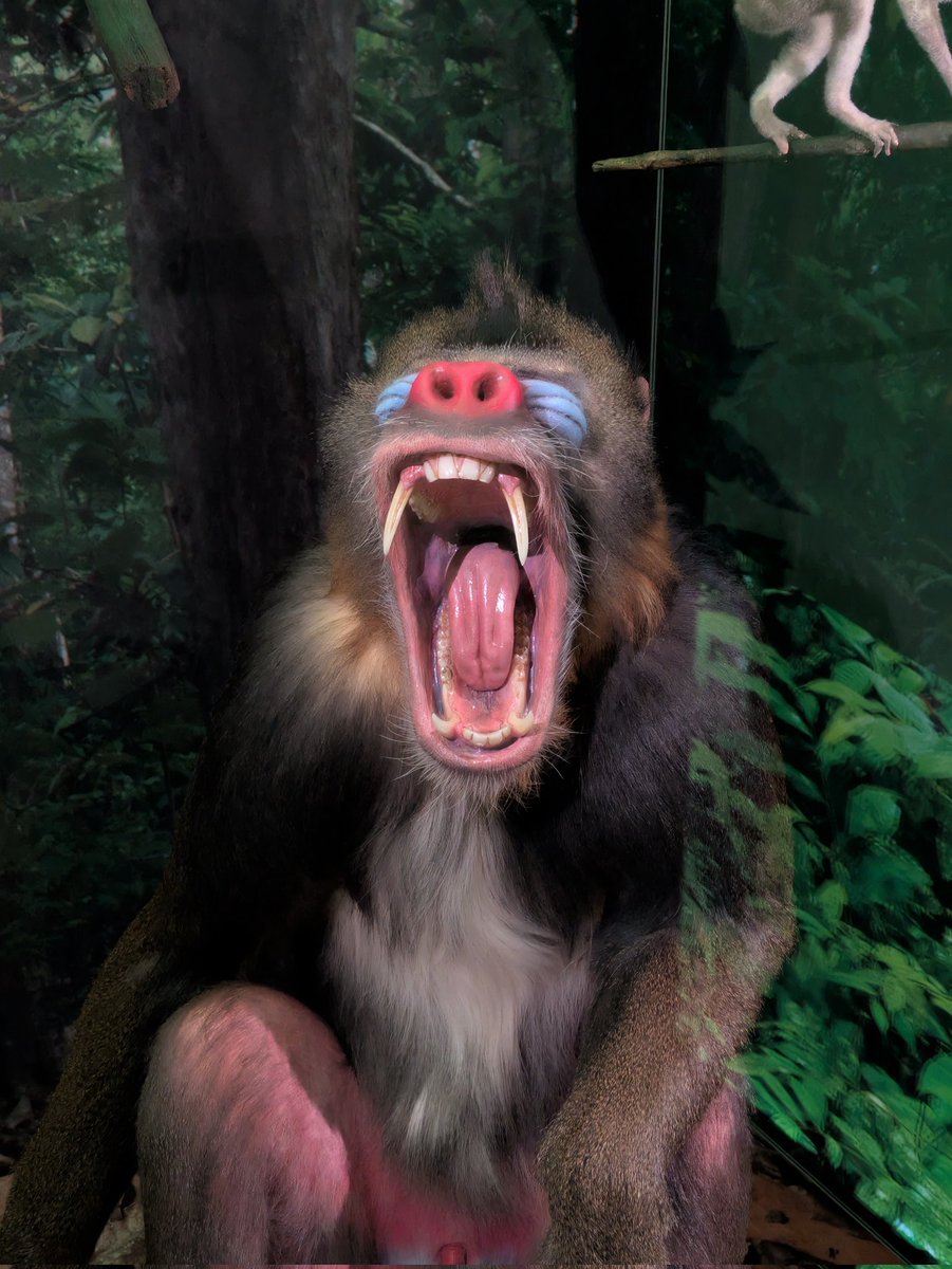 Richard Strachan (@rwstrachan1977) on Twitter photo A few pics from the Monkeys exhibition at <a href="/NtlMuseumsScot/">National Museums Scotland</a> today. A few pics from the Monkeys exhibition at <a href="/NtlMuseumsScot/">National Museums Scotland</a> today.