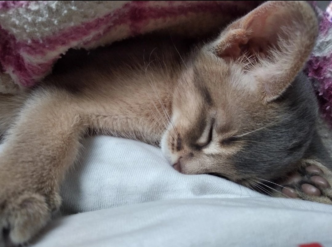 смотрела месту мамы и нашла там фотографию котенка моей кошки, которую пришлось отдать из-за моей аллергии..