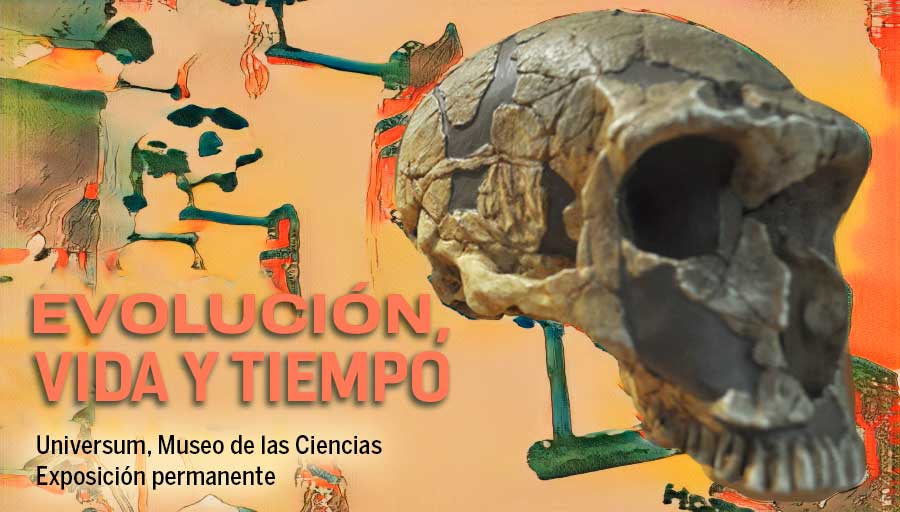 UNAM (@unam_mx) on Twitter photo ¿Cómo se originan las especies? ¿A qué se debe la diversidad de formas, funciones, colores y conductas de algunos seres vivos? La evolución es un proceso que ha tenido lugar durante millones de años 🦠🪼🐠🐊🐒🚶♂️. Visita la #Exposición de <a href="/UniversumMuseo/">Universum Museo</a> > bit.ly/4aOqJso ¿Cómo se originan las especies? ¿A qué se debe la diversidad de formas, funciones, colores y conductas de algunos seres vivos? La evolución es un proceso que ha tenido lugar durante millones de años 🦠🪼🐠🐊🐒🚶♂️. Visita la #Exposición de <a href="/UniversumMuseo/">Universum Museo</a> > bit.ly/4aOqJso
