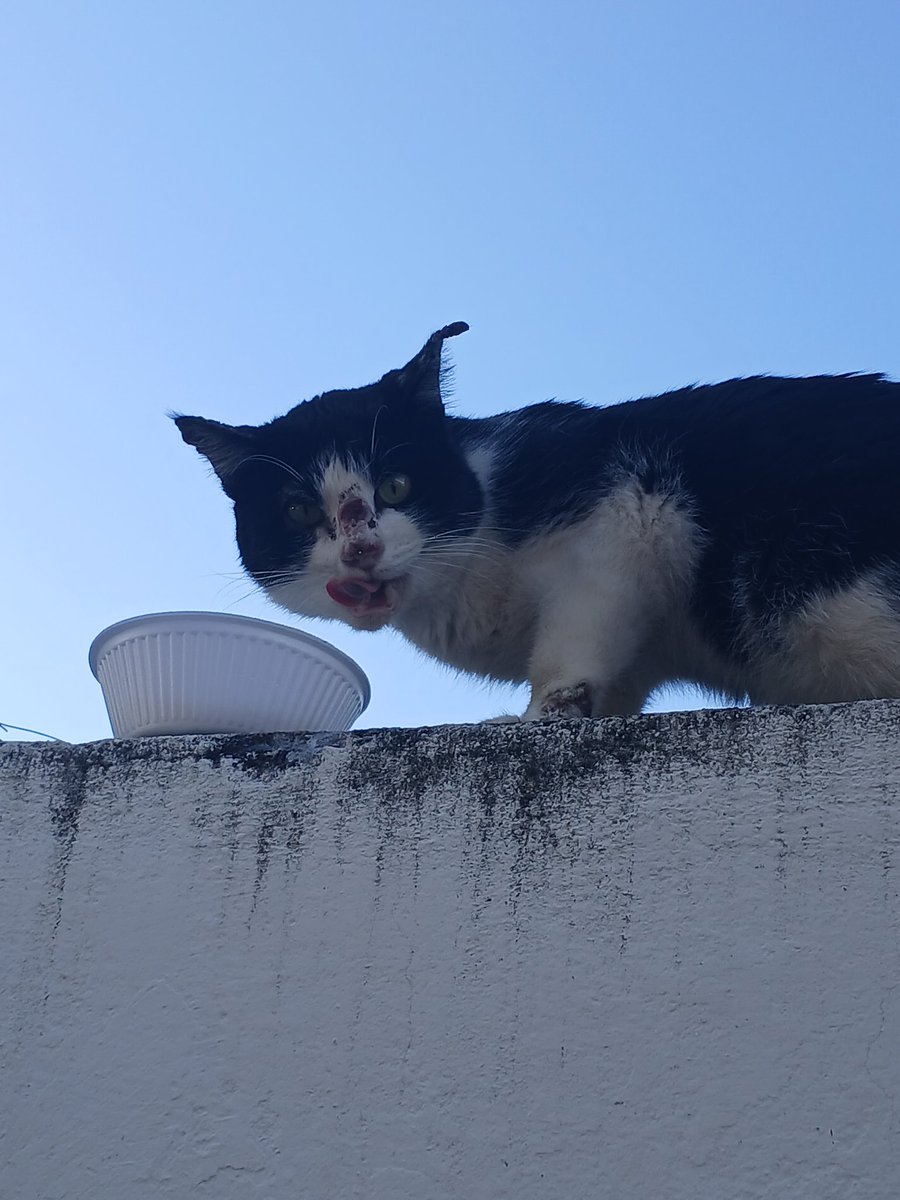 kookiethhv's tweet image. olá moots tudo bem? eu preciso de ajuda pra minha mini ong de animais!!! tenho dois gatos com esporotricose e eles estão precisando de remédio, eles ja estão em tratamento e estão apresentando melhoras

por favor me ajudem a salvar a vida desses gatinhos!!